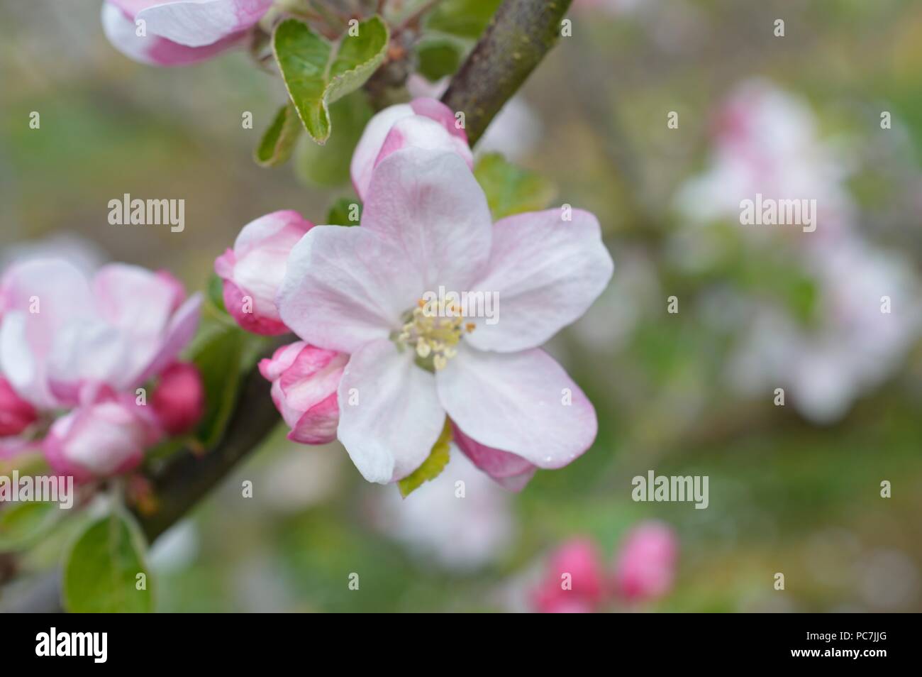 Apple sconosciuto Foto Stock