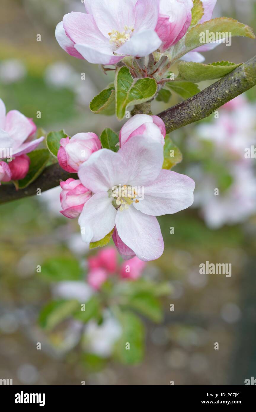 Apple sconosciuto Foto Stock