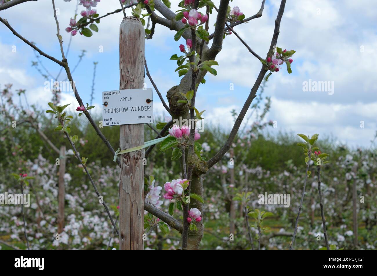Apple sconosciuto Foto Stock