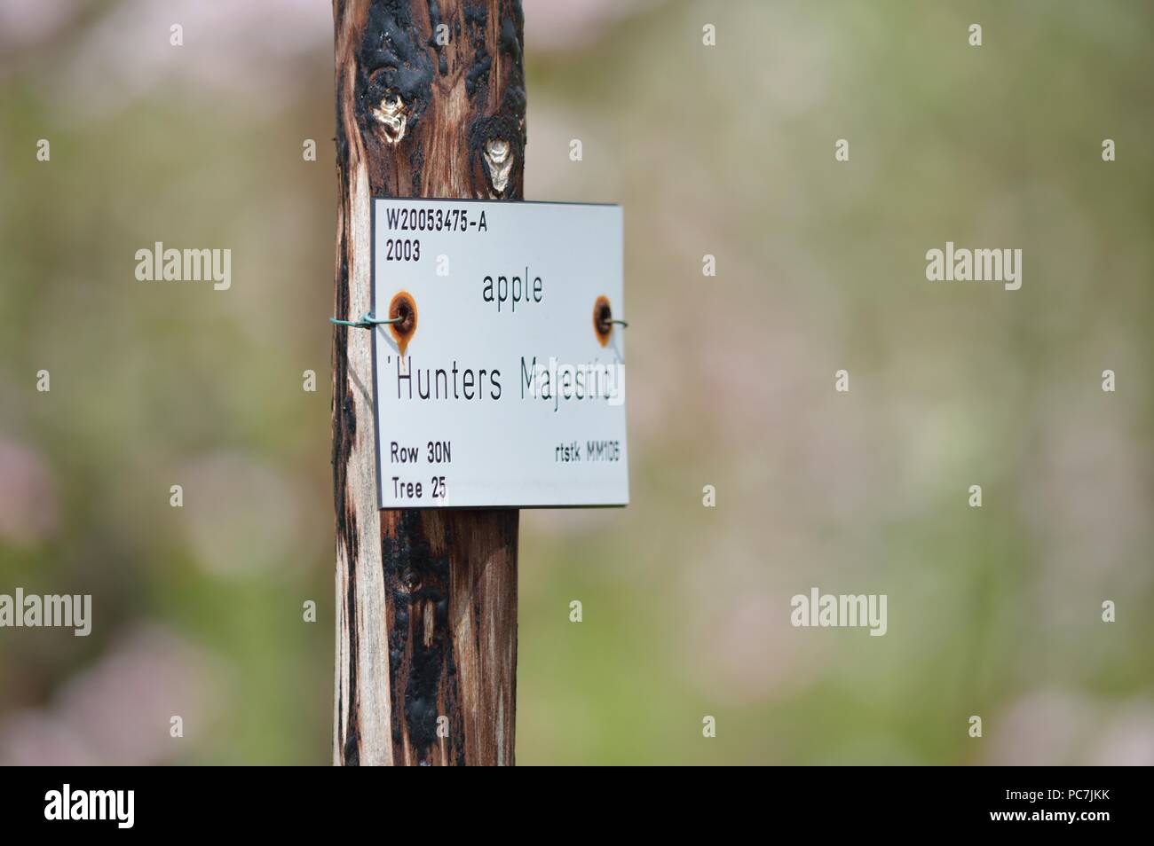 Apple sconosciuto Foto Stock