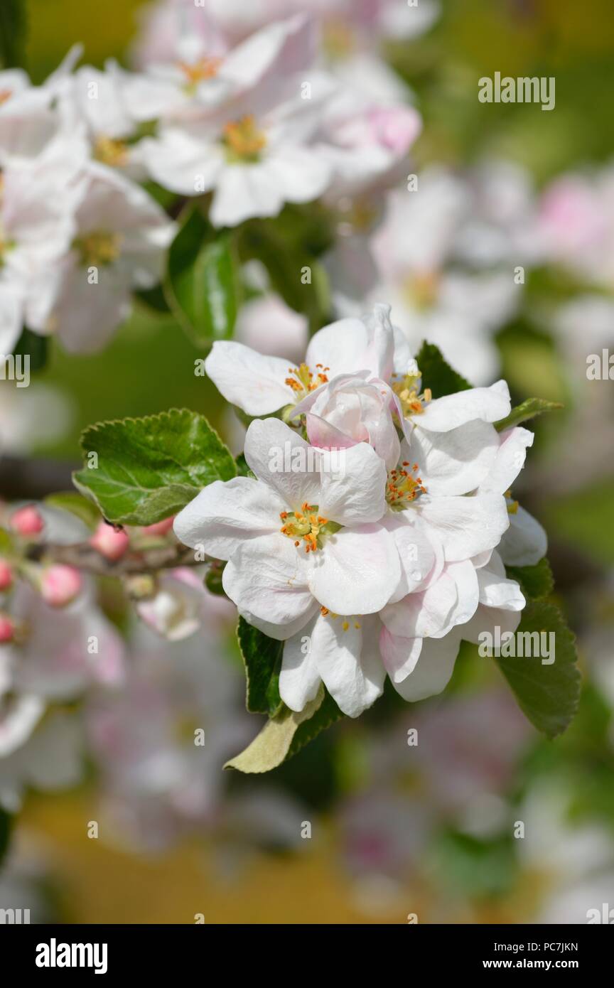 Apple sconosciuto Foto Stock