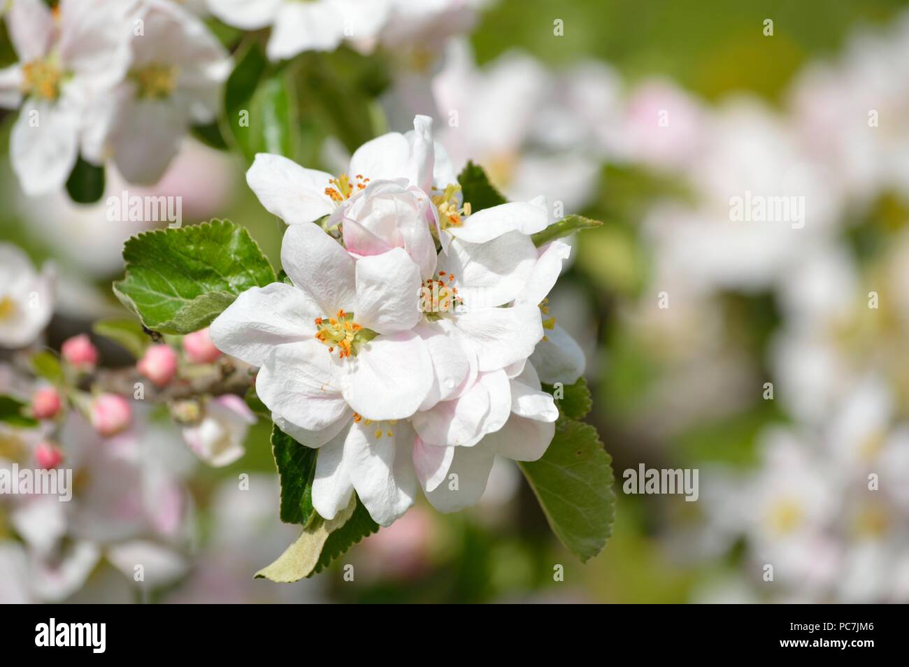 Apple sconosciuto Foto Stock