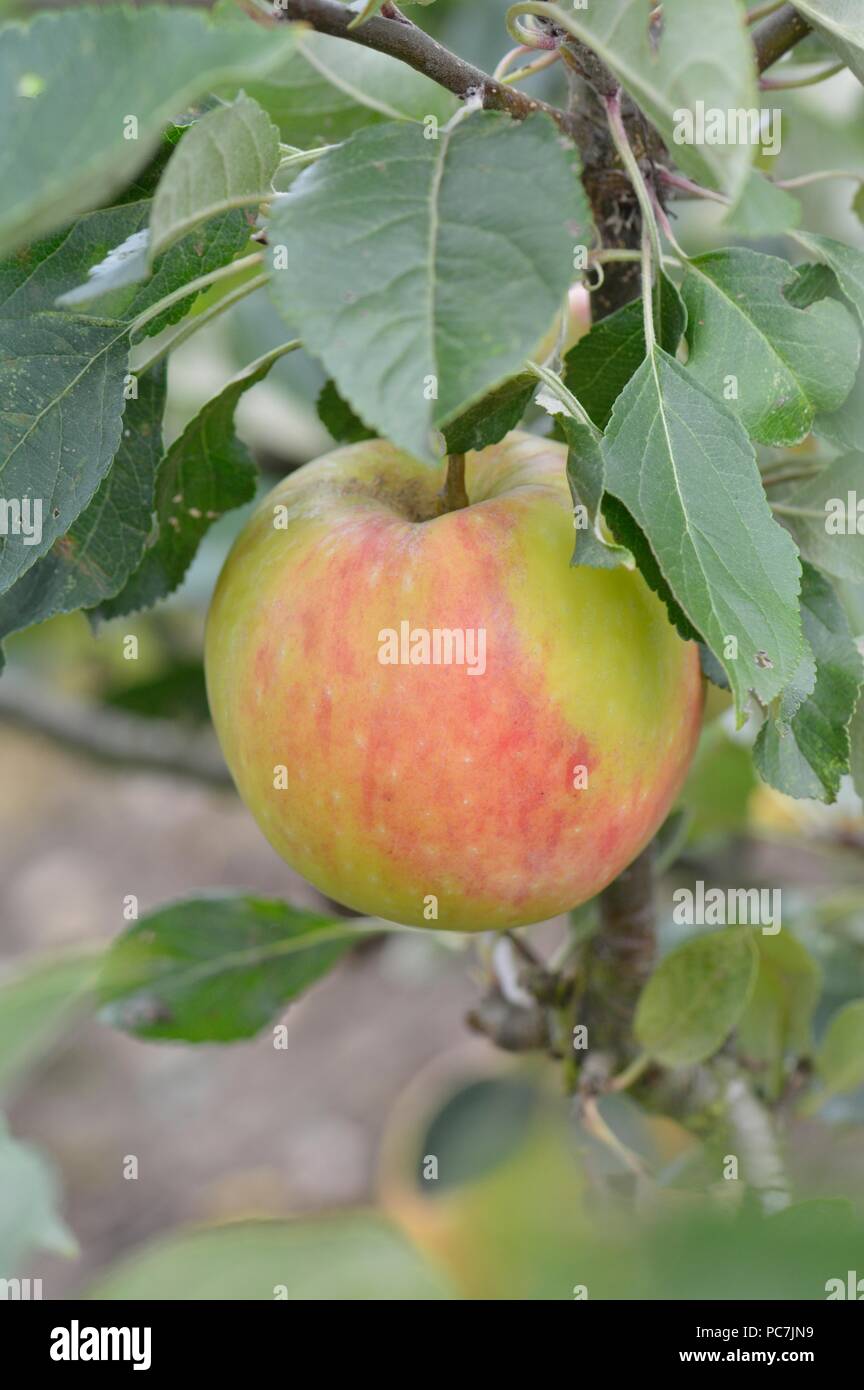 Apple sconosciuto Foto Stock