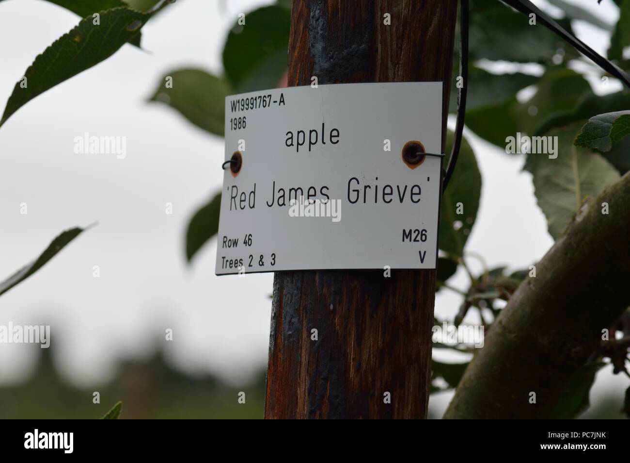 Apple sconosciuto Foto Stock