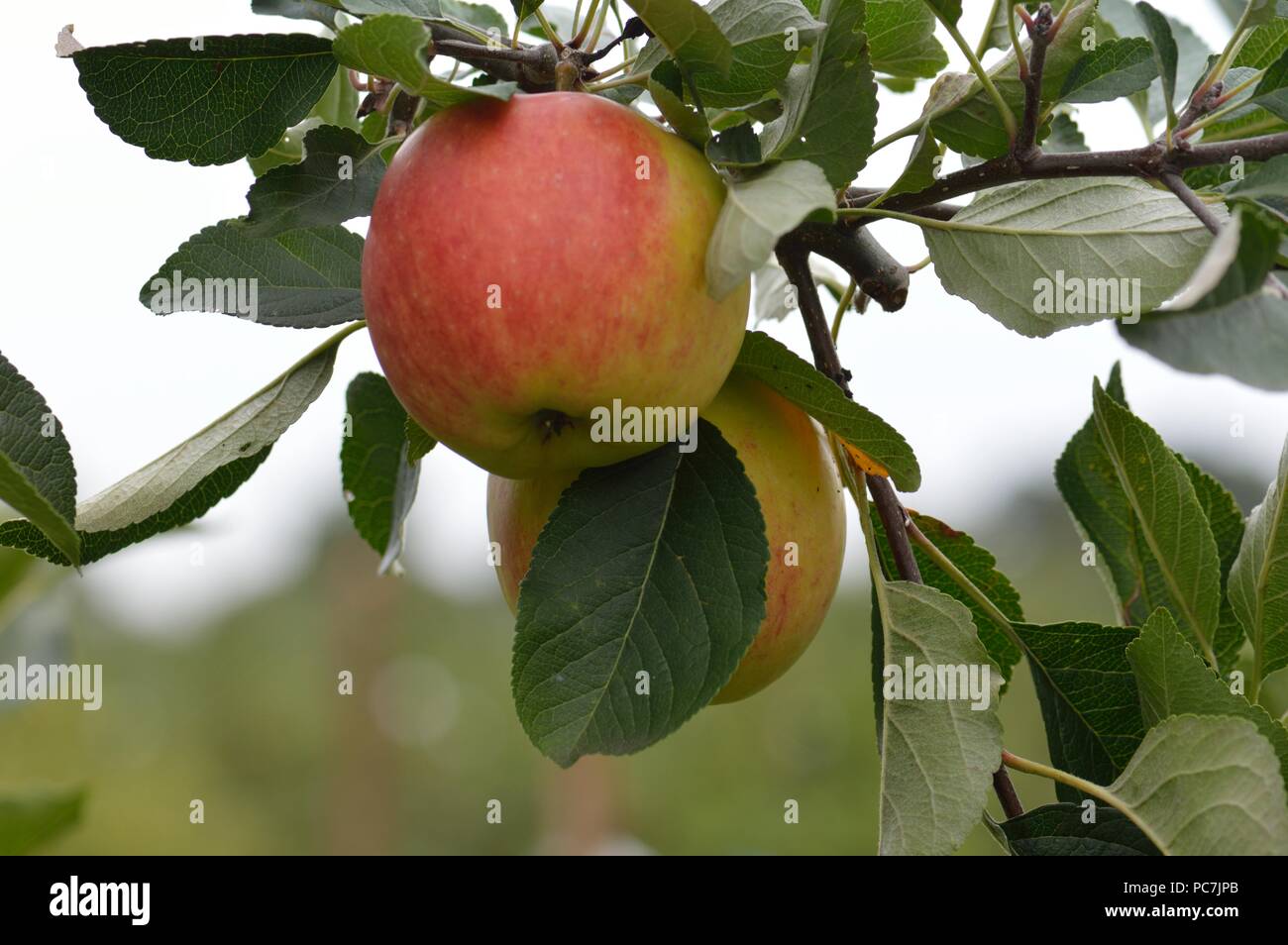 Apple sconosciuto Foto Stock