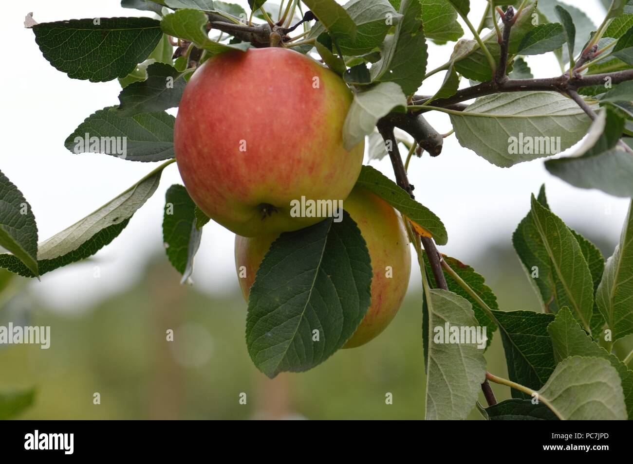 Apple sconosciuto Foto Stock
