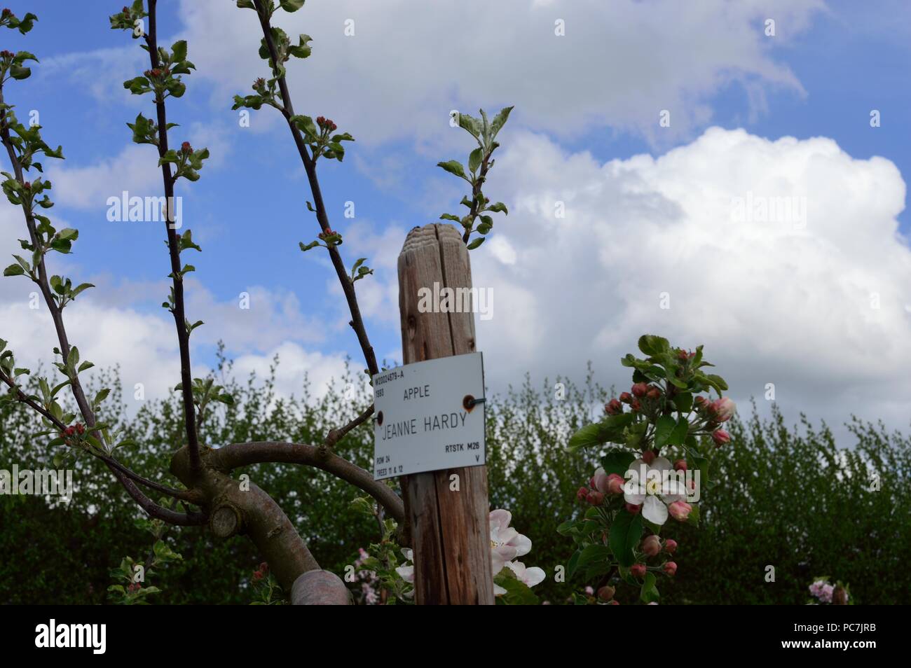 Apple sconosciuto Foto Stock
