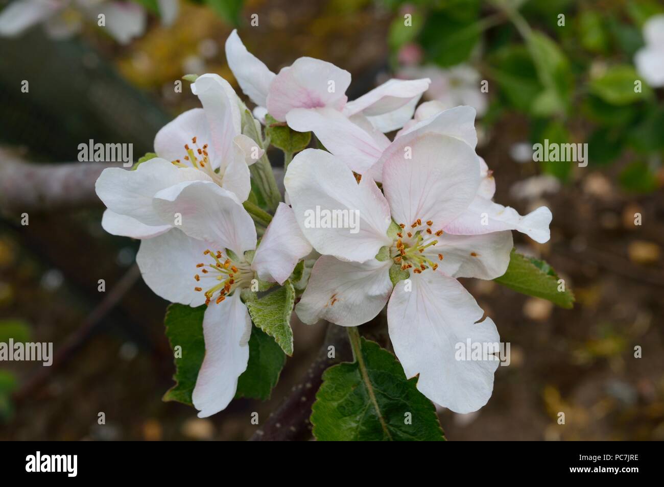 Apple sconosciuto Foto Stock