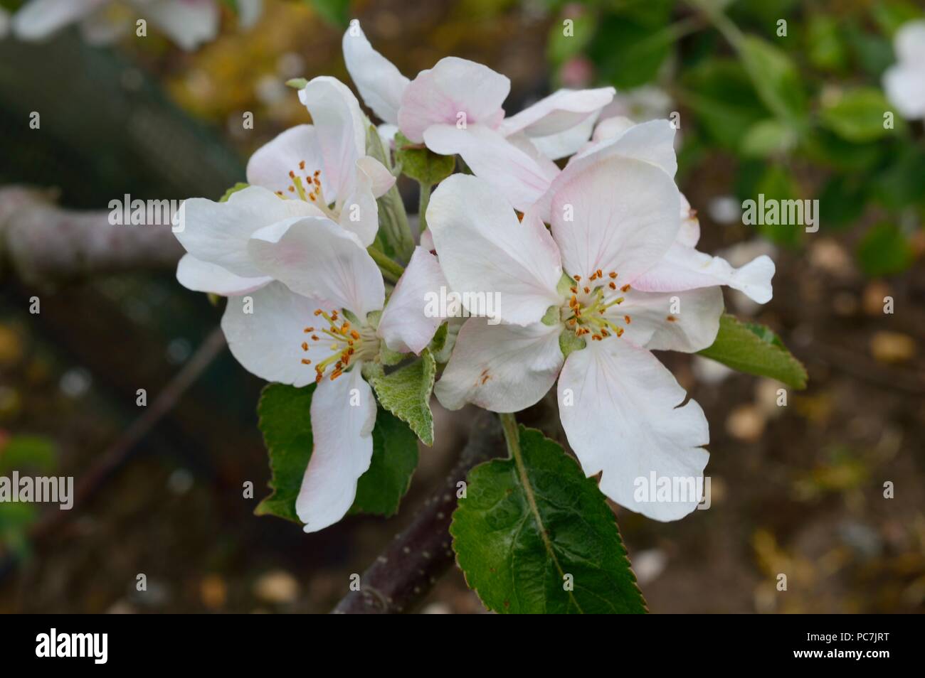 Apple sconosciuto Foto Stock