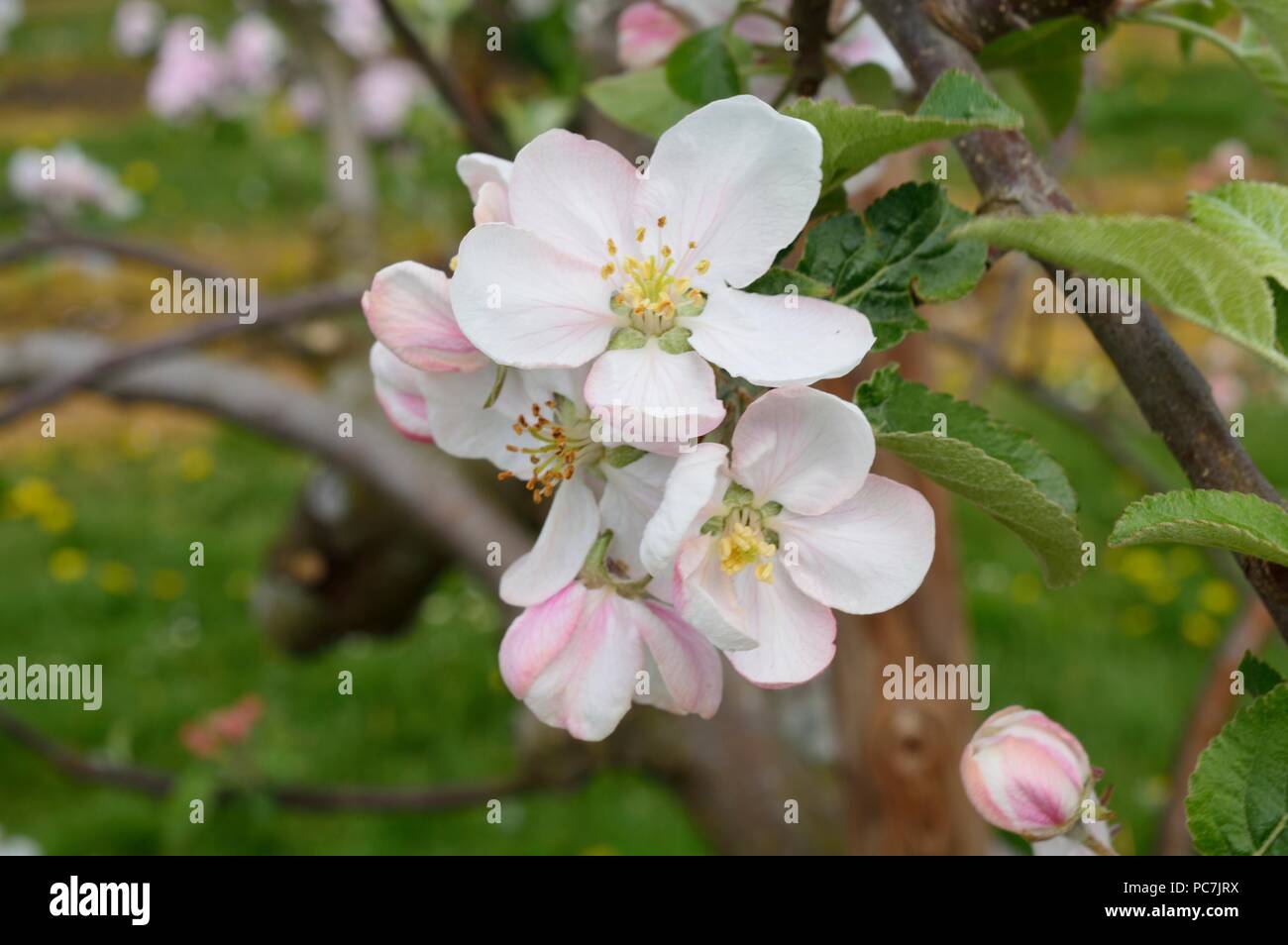 Apple sconosciuto Foto Stock
