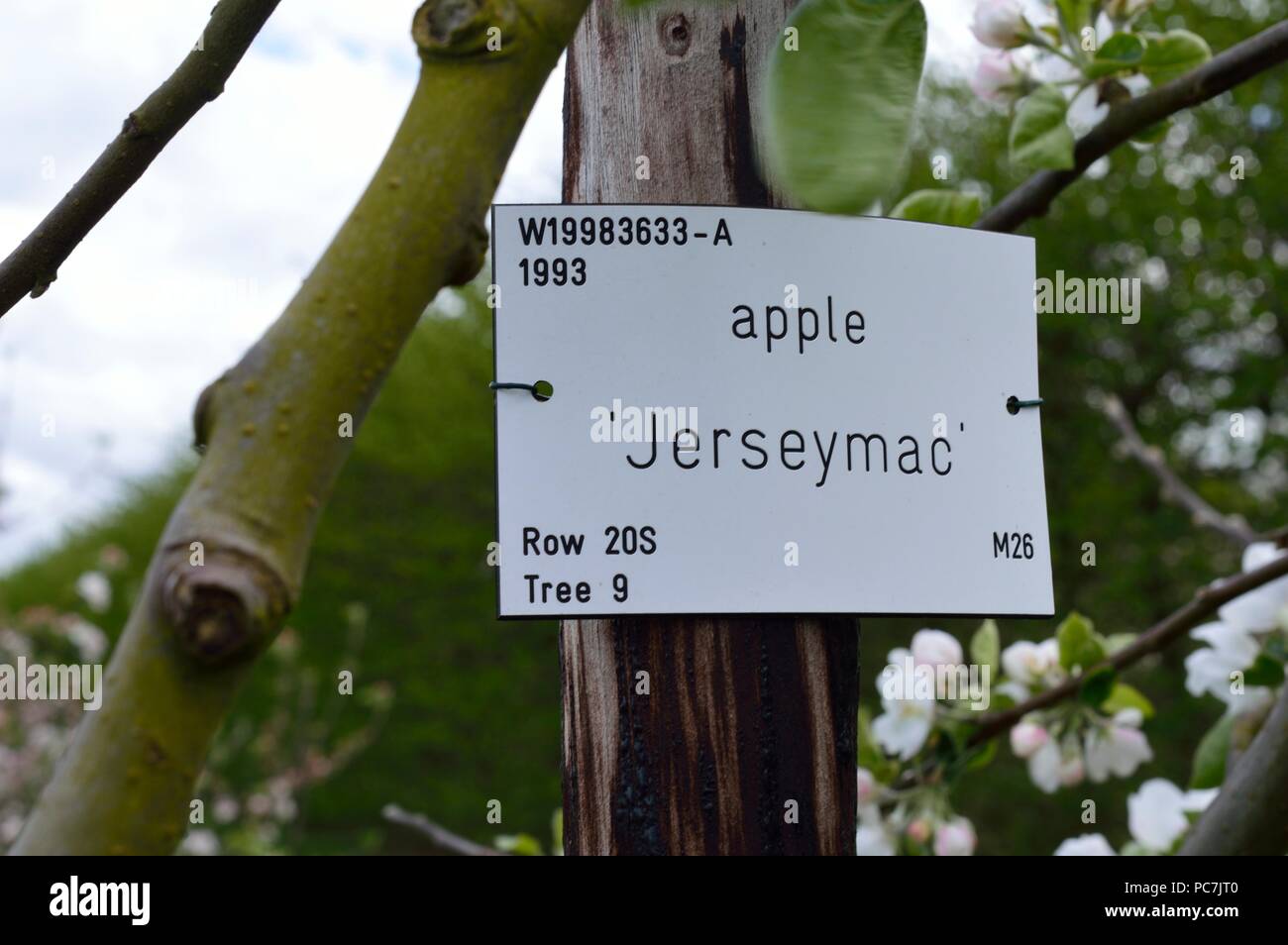 Apple sconosciuto Foto Stock
