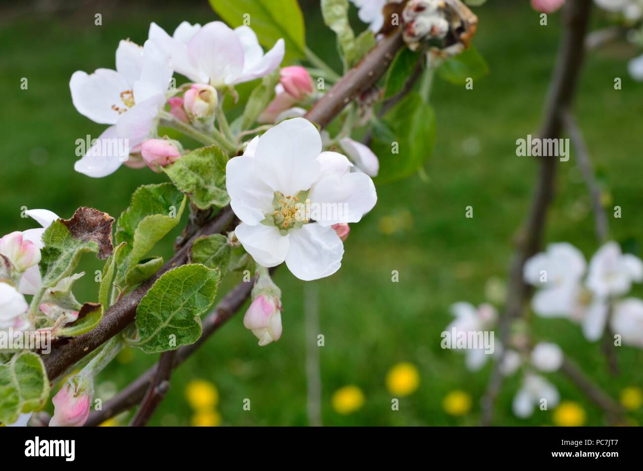 Apple sconosciuto Foto Stock