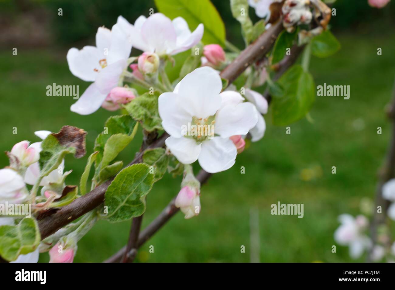 Apple sconosciuto Foto Stock