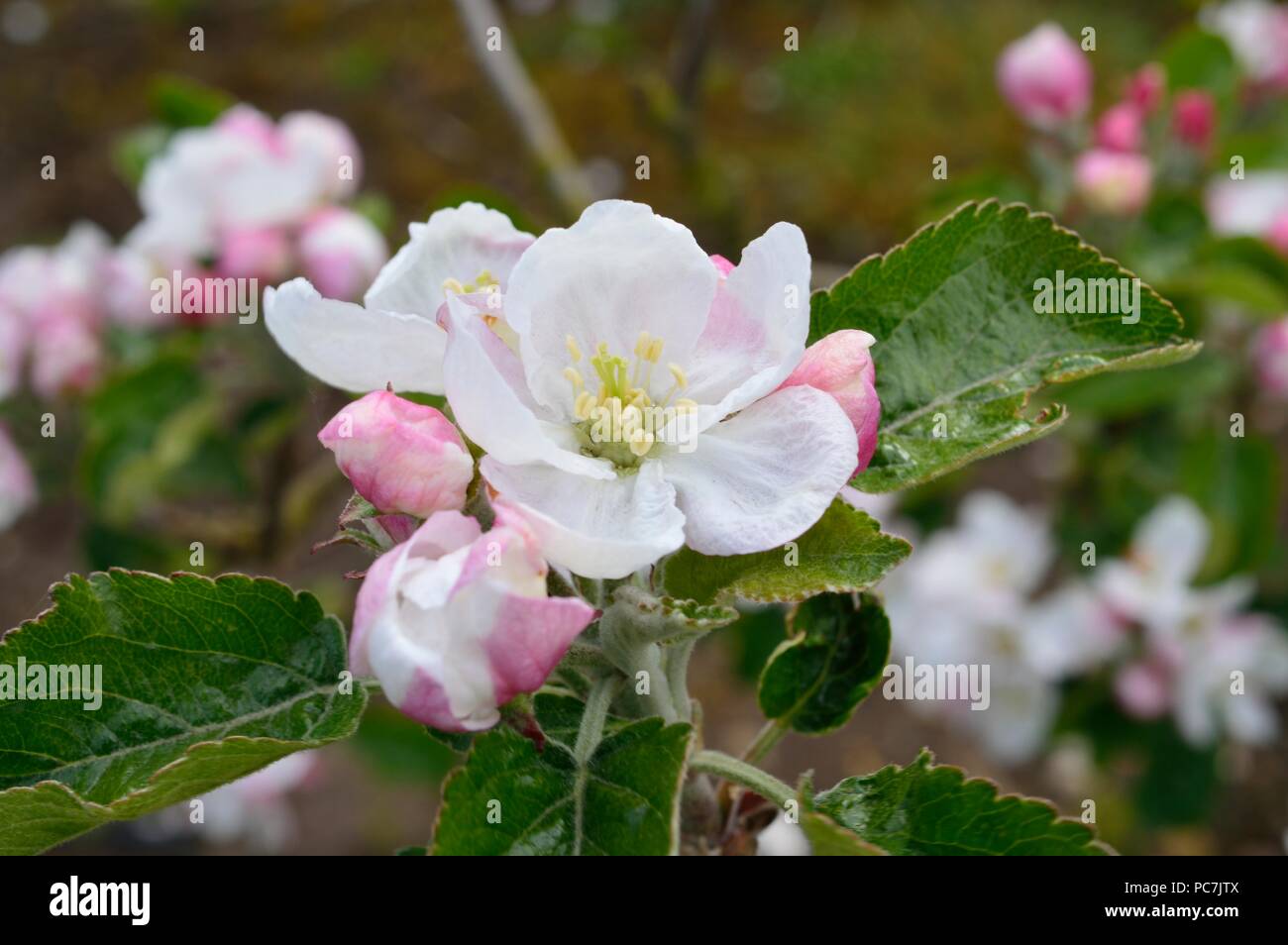 Apple sconosciuto Foto Stock