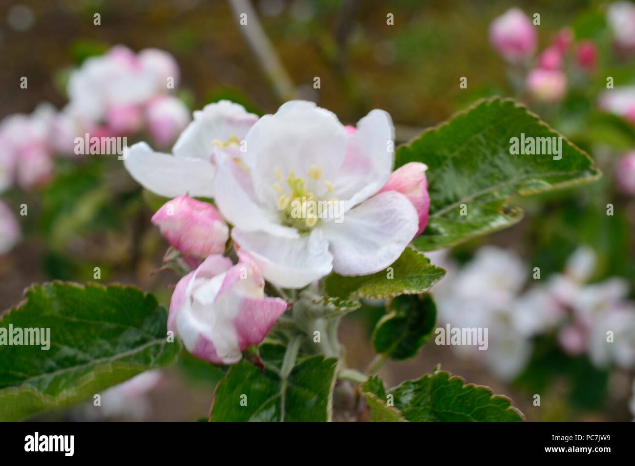 Apple sconosciuto Foto Stock