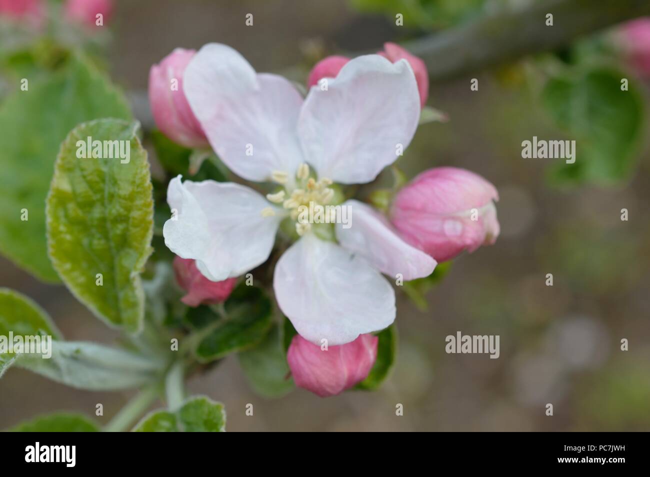 Apple sconosciuto Foto Stock