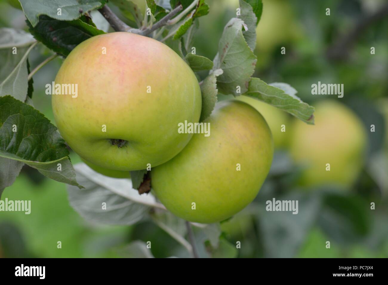 Apple sconosciuto Foto Stock
