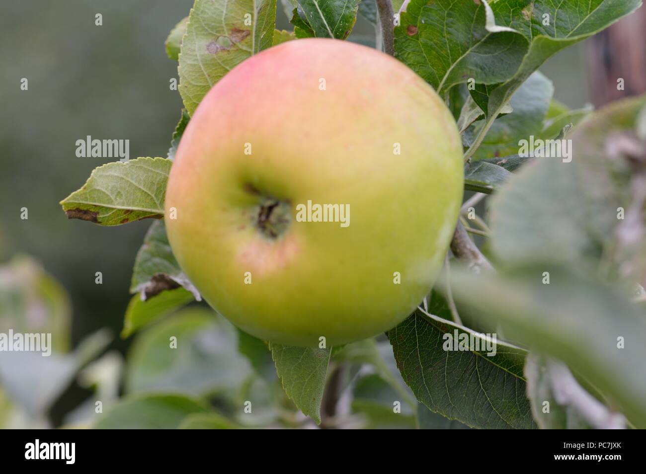 Apple sconosciuto Foto Stock