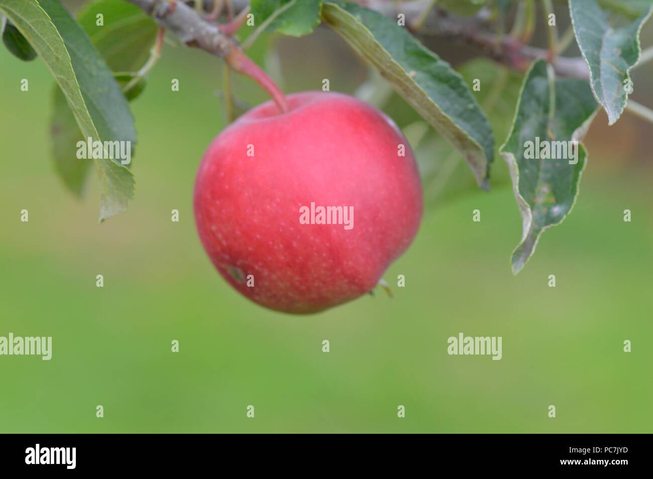 Apple sconosciuto Foto Stock