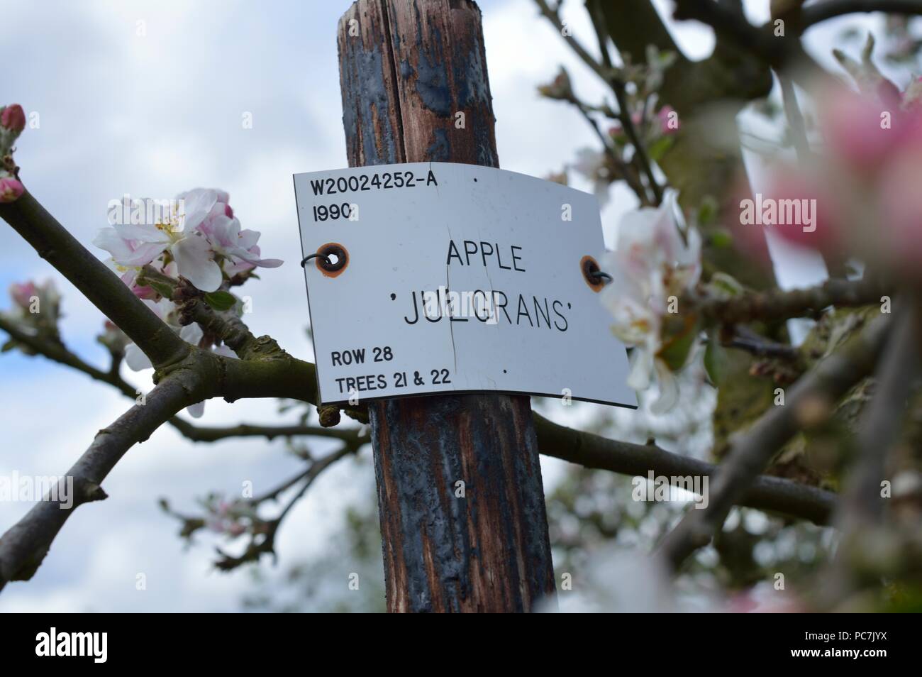 Apple sconosciuto Foto Stock