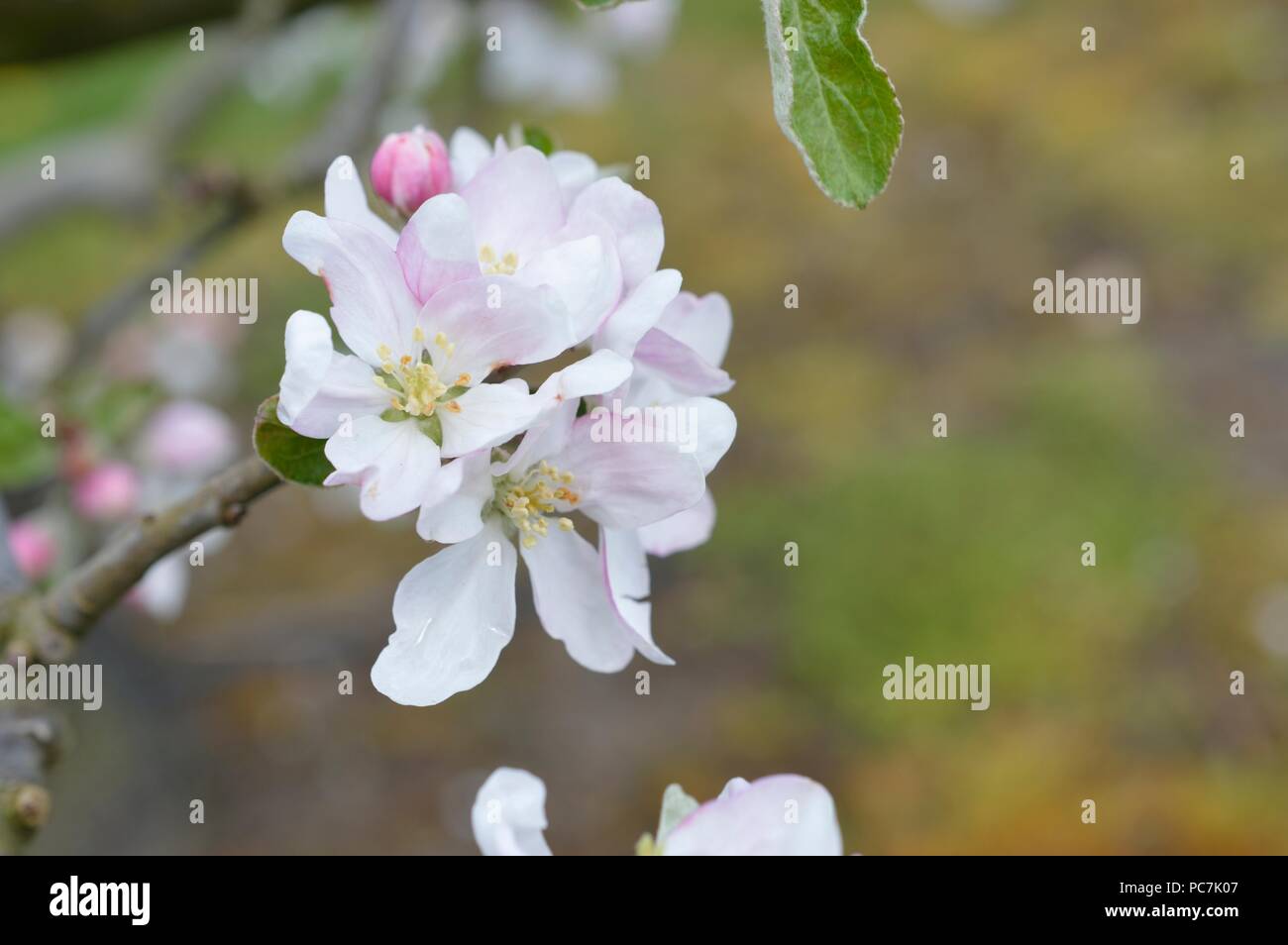 Apple sconosciuto Foto Stock