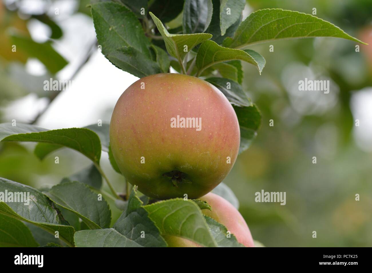 Apple sconosciuto Foto Stock