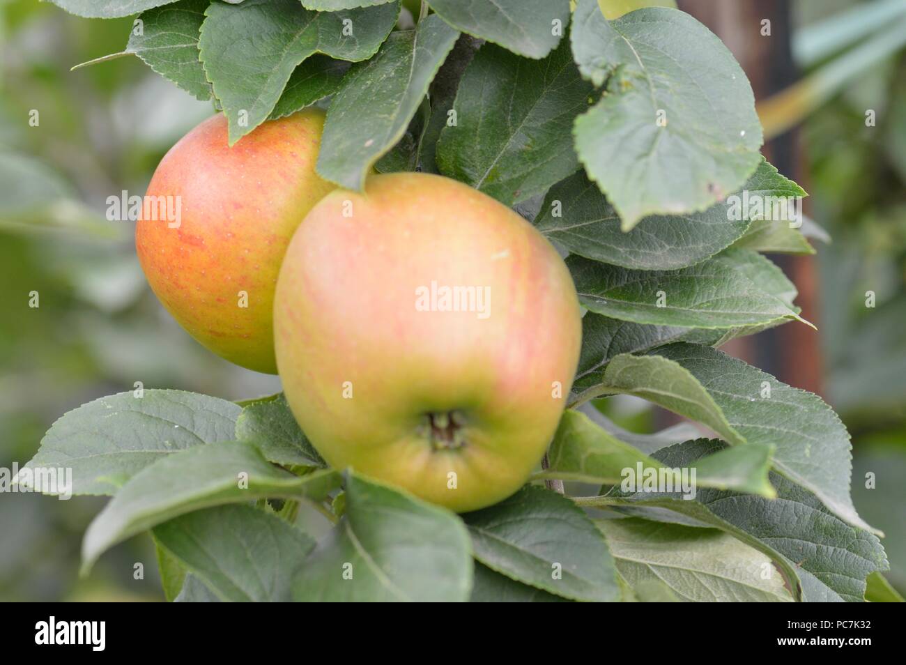 Apple sconosciuto Foto Stock