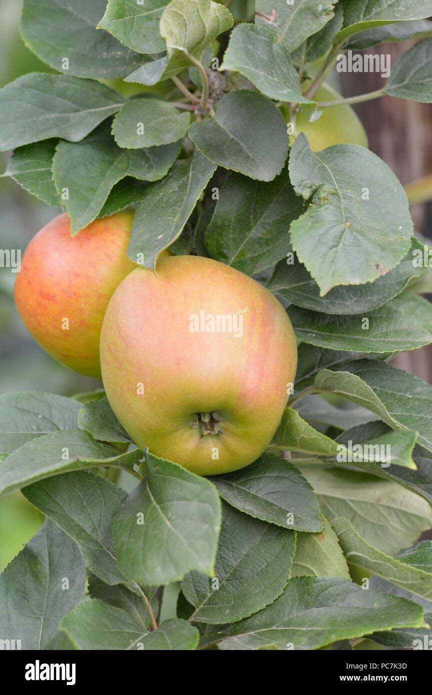 Apple sconosciuto Foto Stock