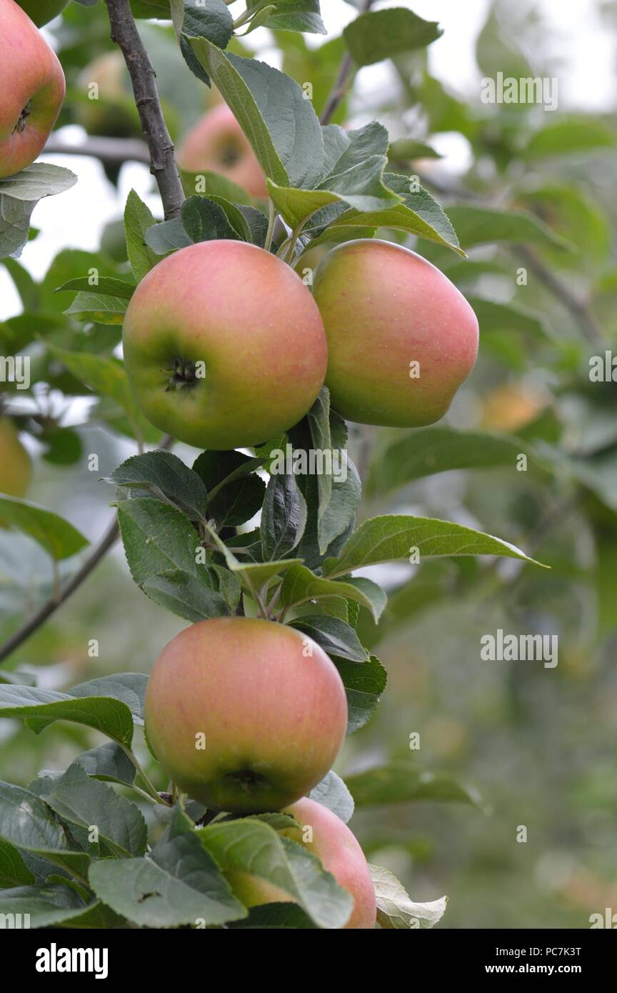 Apple sconosciuto Foto Stock