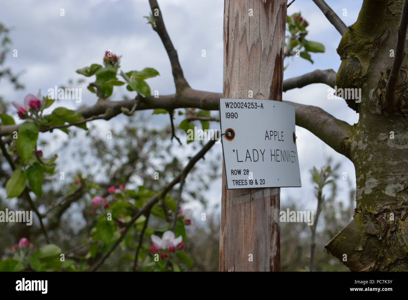 Apple sconosciuto Foto Stock