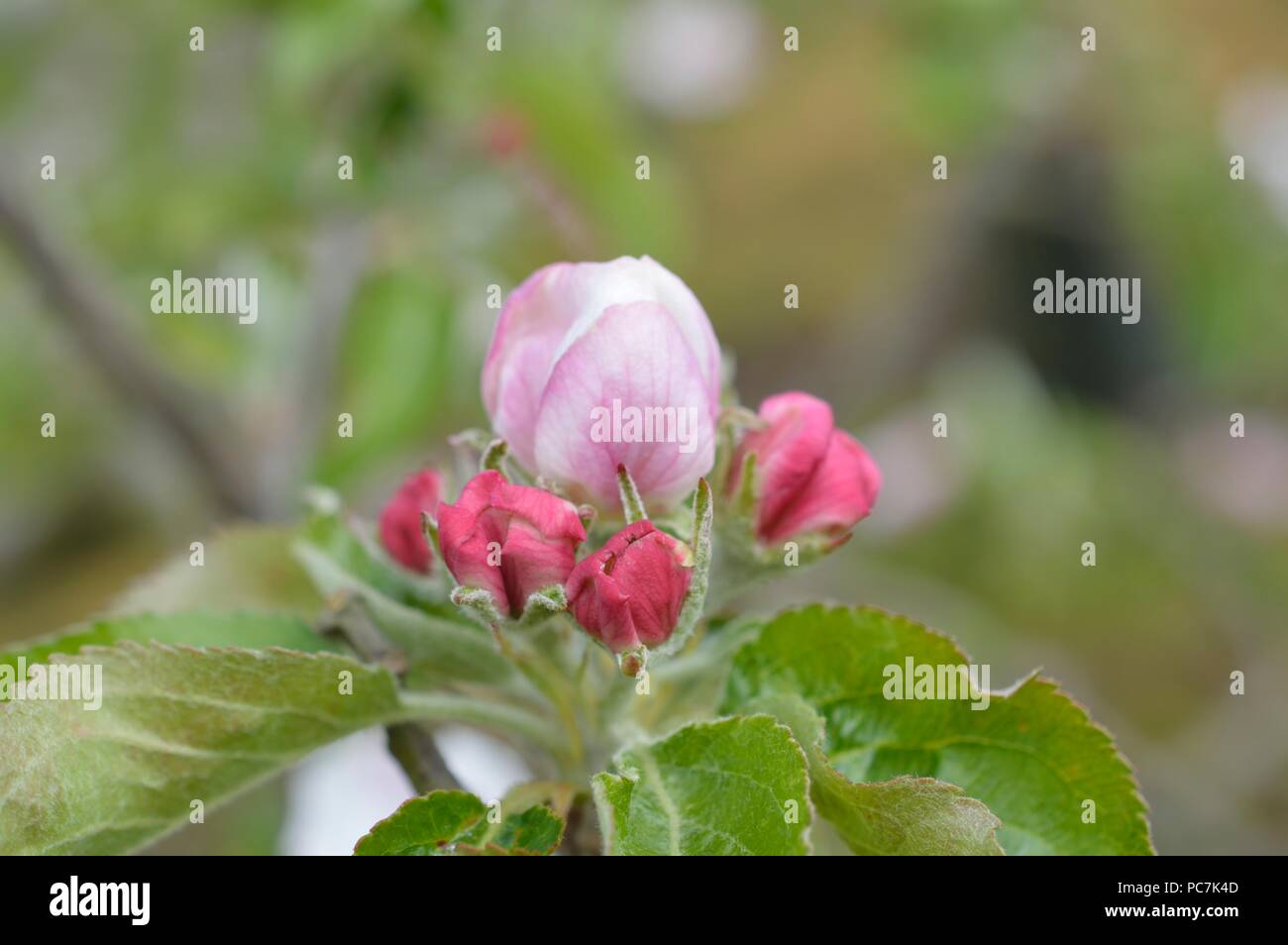 Apple sconosciuto Foto Stock