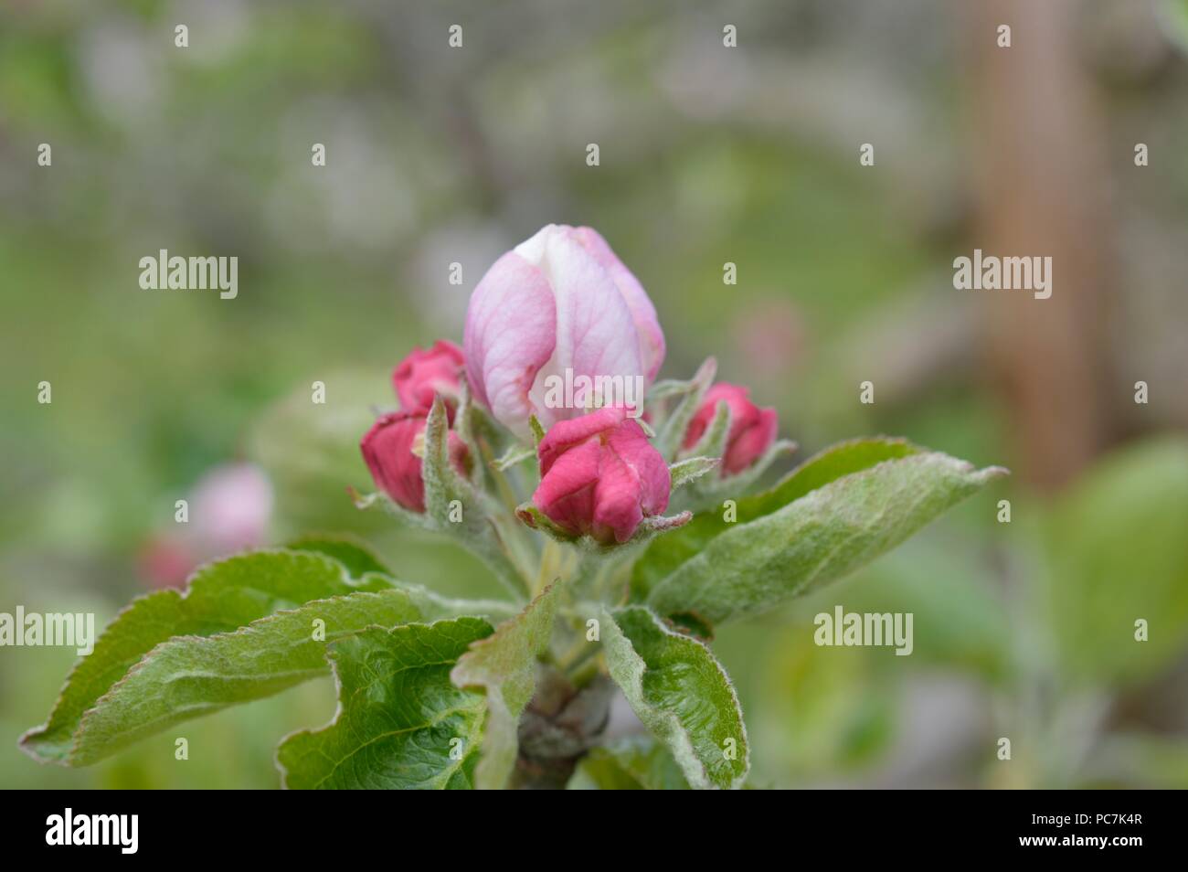 Apple sconosciuto Foto Stock