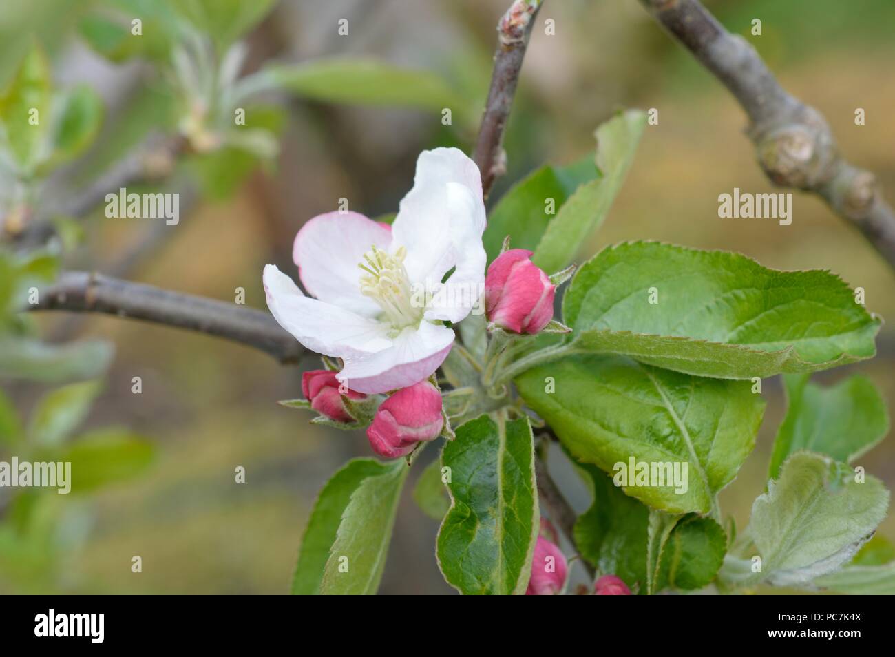 Apple sconosciuto Foto Stock