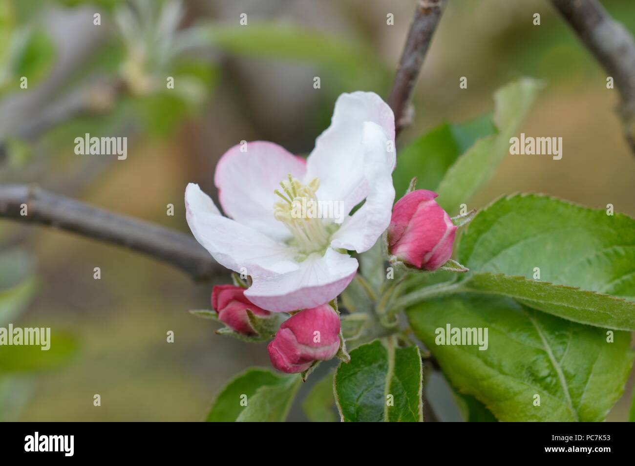 Apple sconosciuto Foto Stock