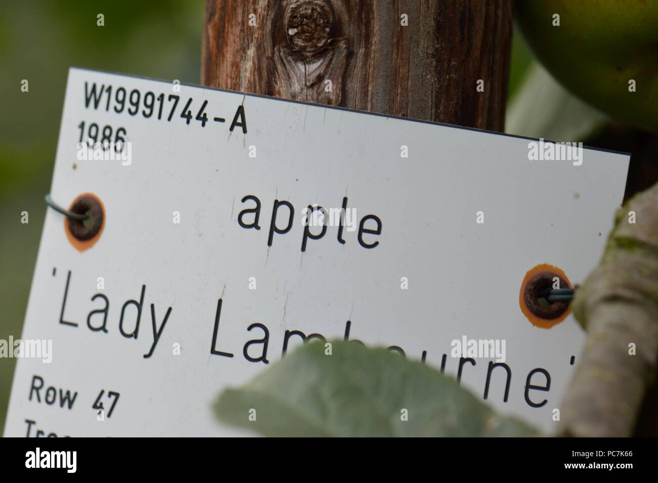 Apple sconosciuto Foto Stock