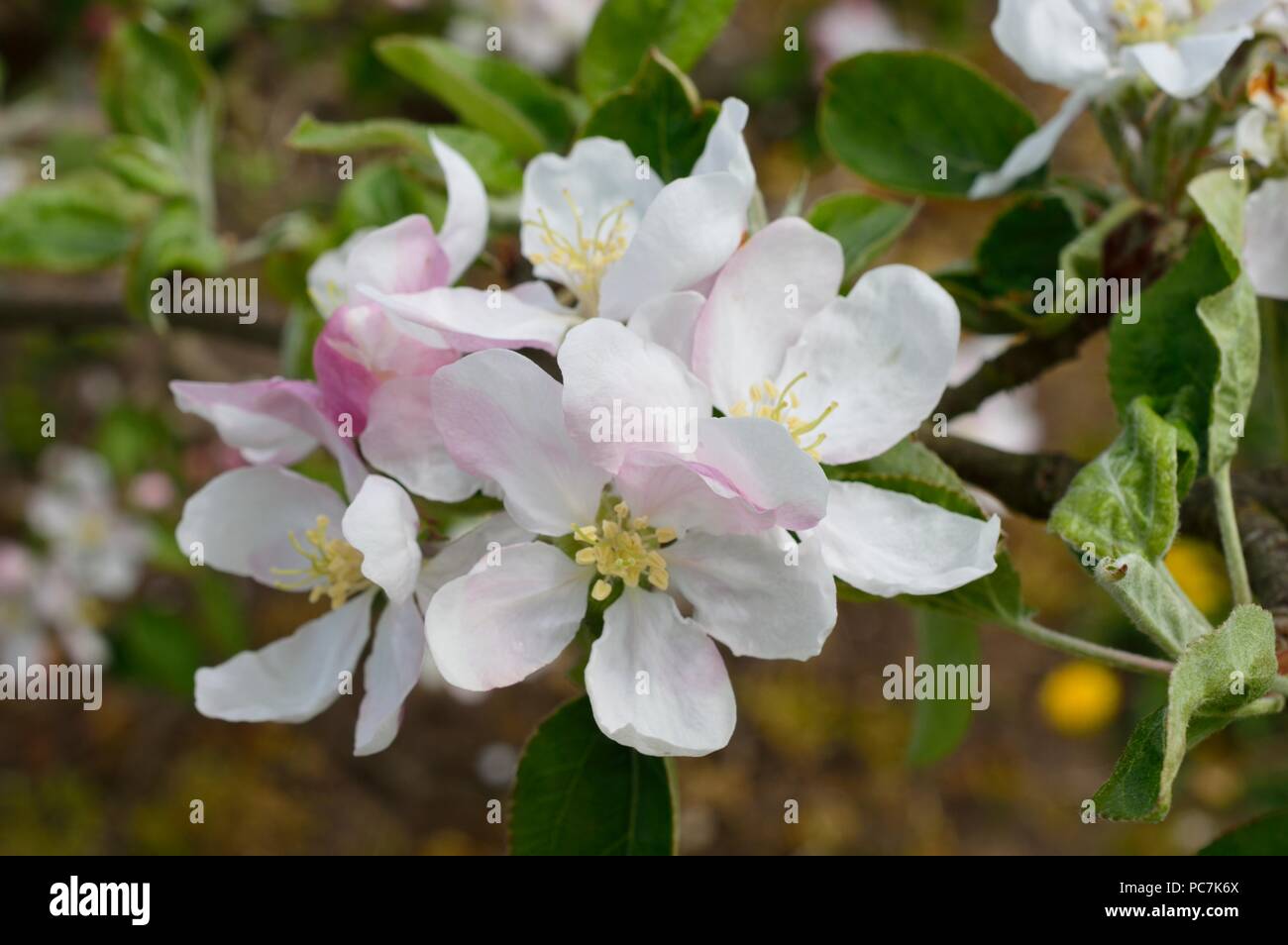 Apple sconosciuto Foto Stock