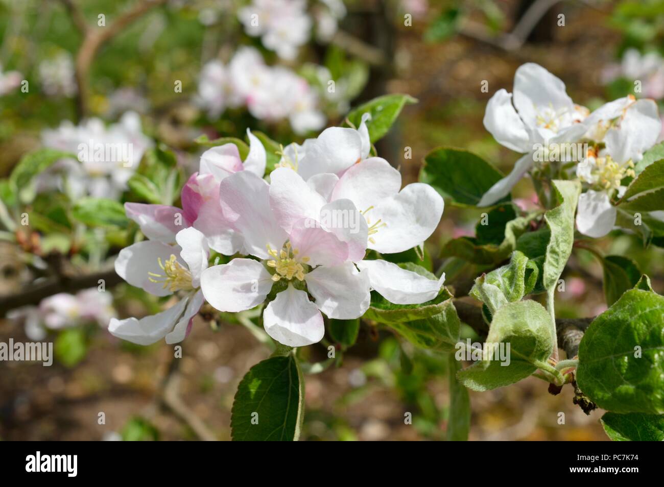 Apple sconosciuto Foto Stock