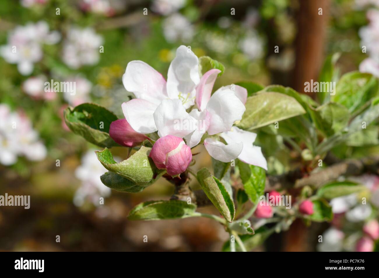 Apple sconosciuto Foto Stock