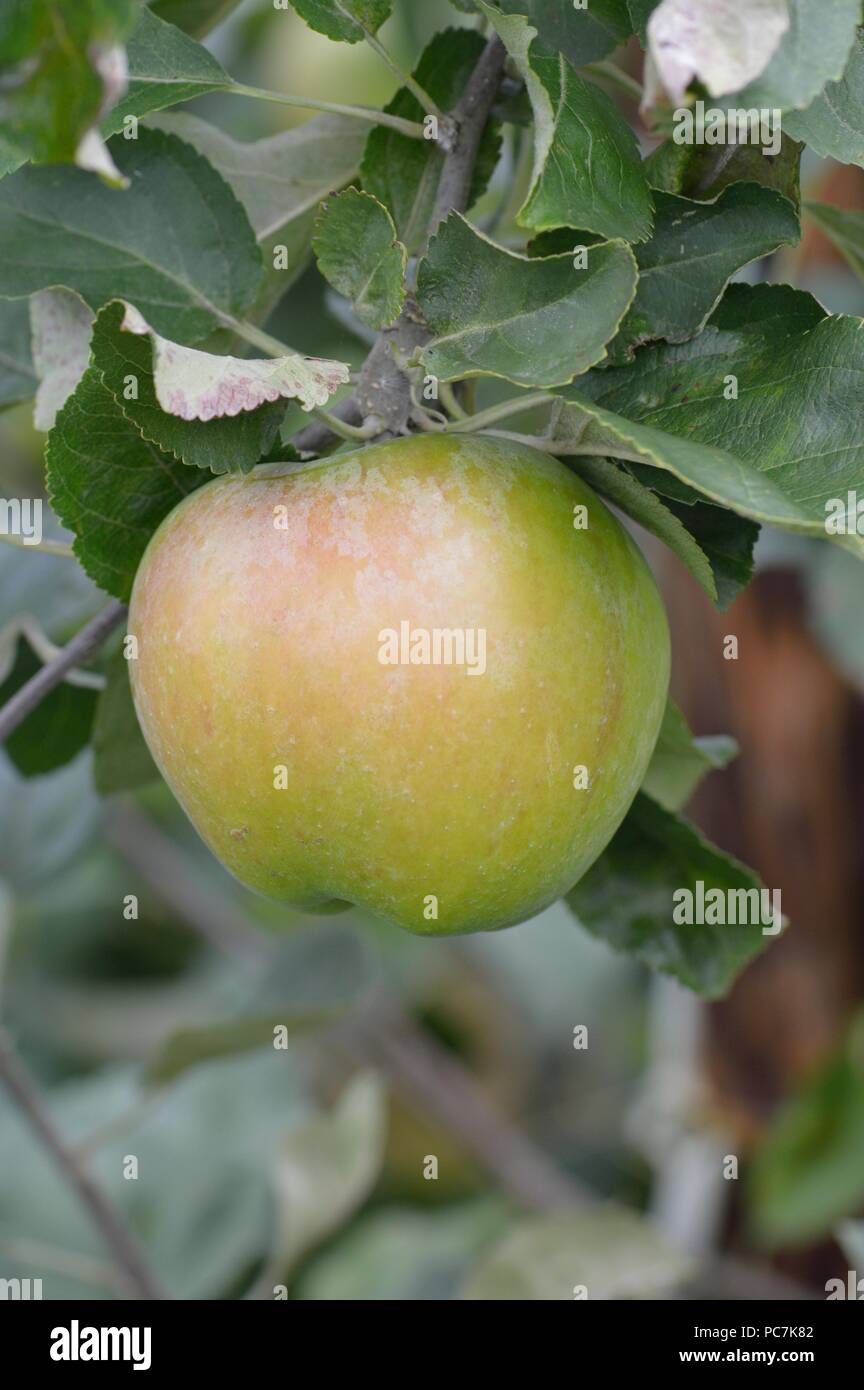 Apple sconosciuto Foto Stock