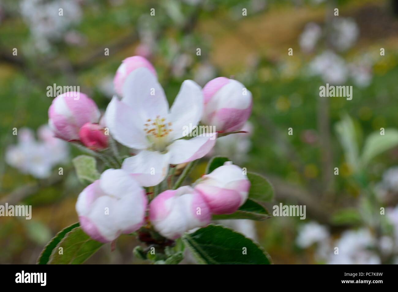 Apple sconosciuto Foto Stock