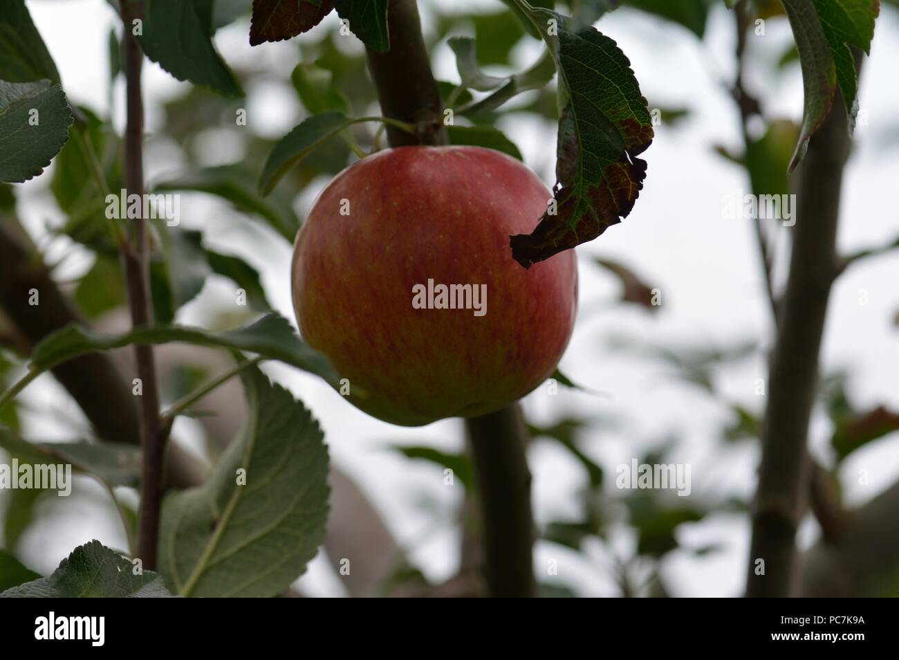 Apple sconosciuto Foto Stock