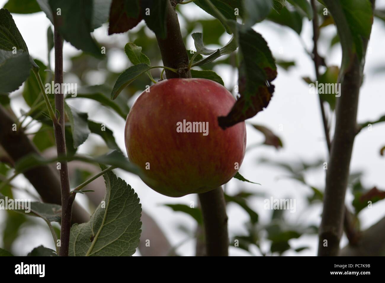 Apple sconosciuto Foto Stock