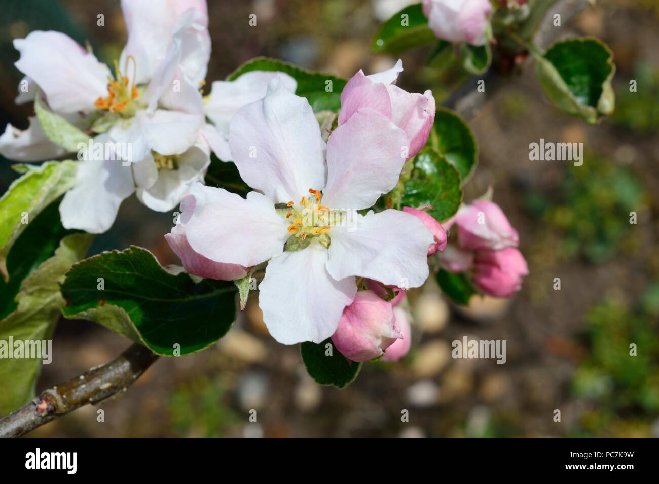 Apple sconosciuto Foto Stock
