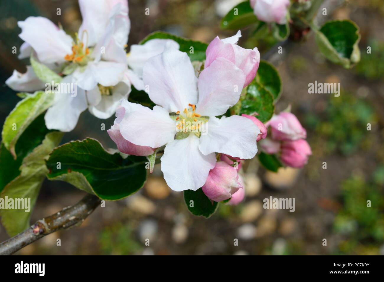 Apple sconosciuto Foto Stock