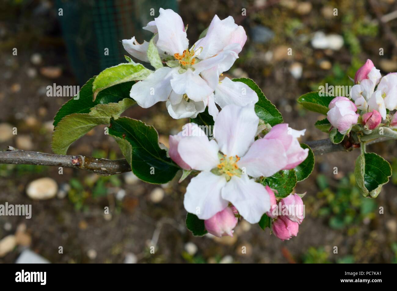 Apple sconosciuto Foto Stock