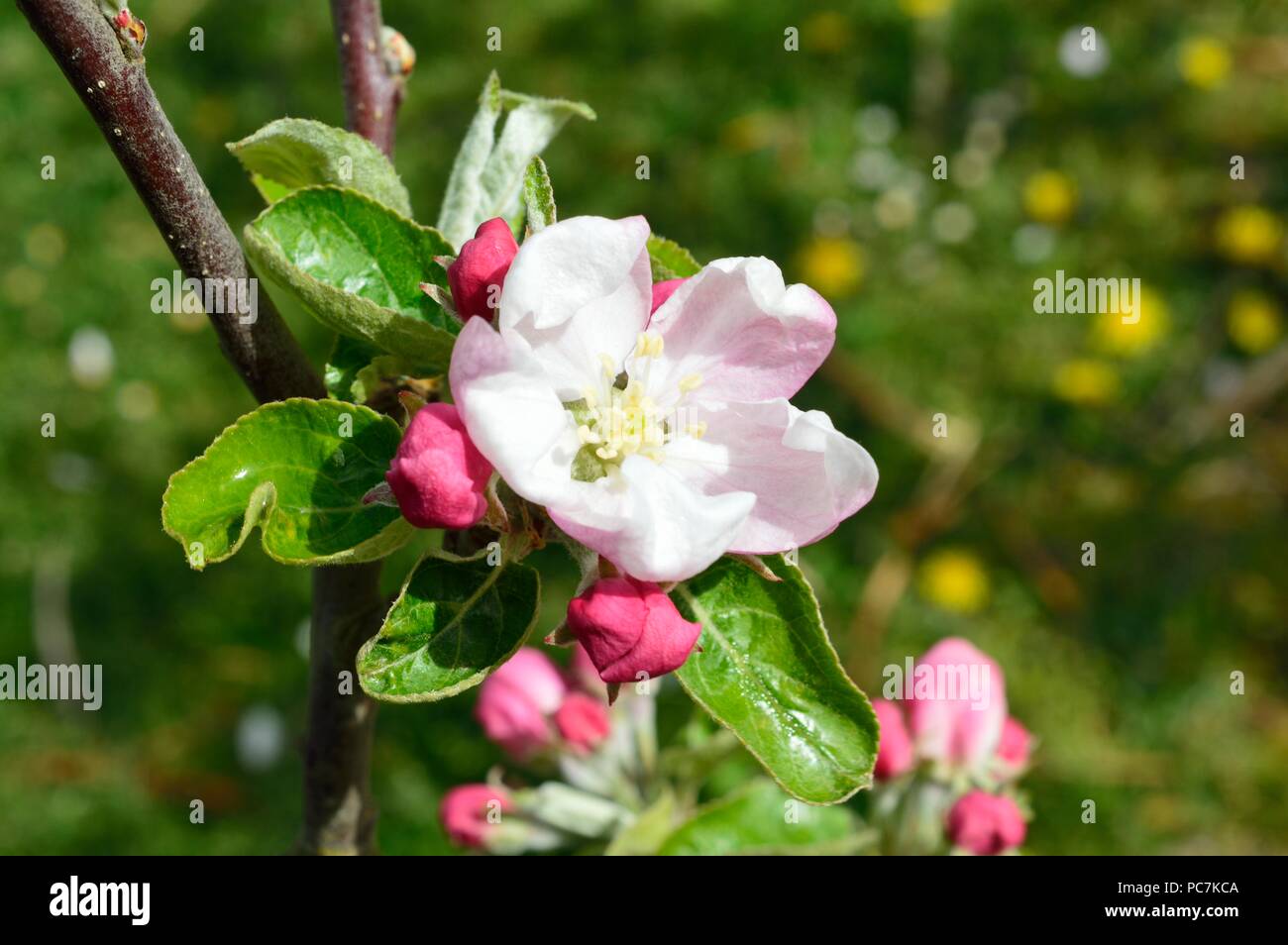 Apple sconosciuto Foto Stock