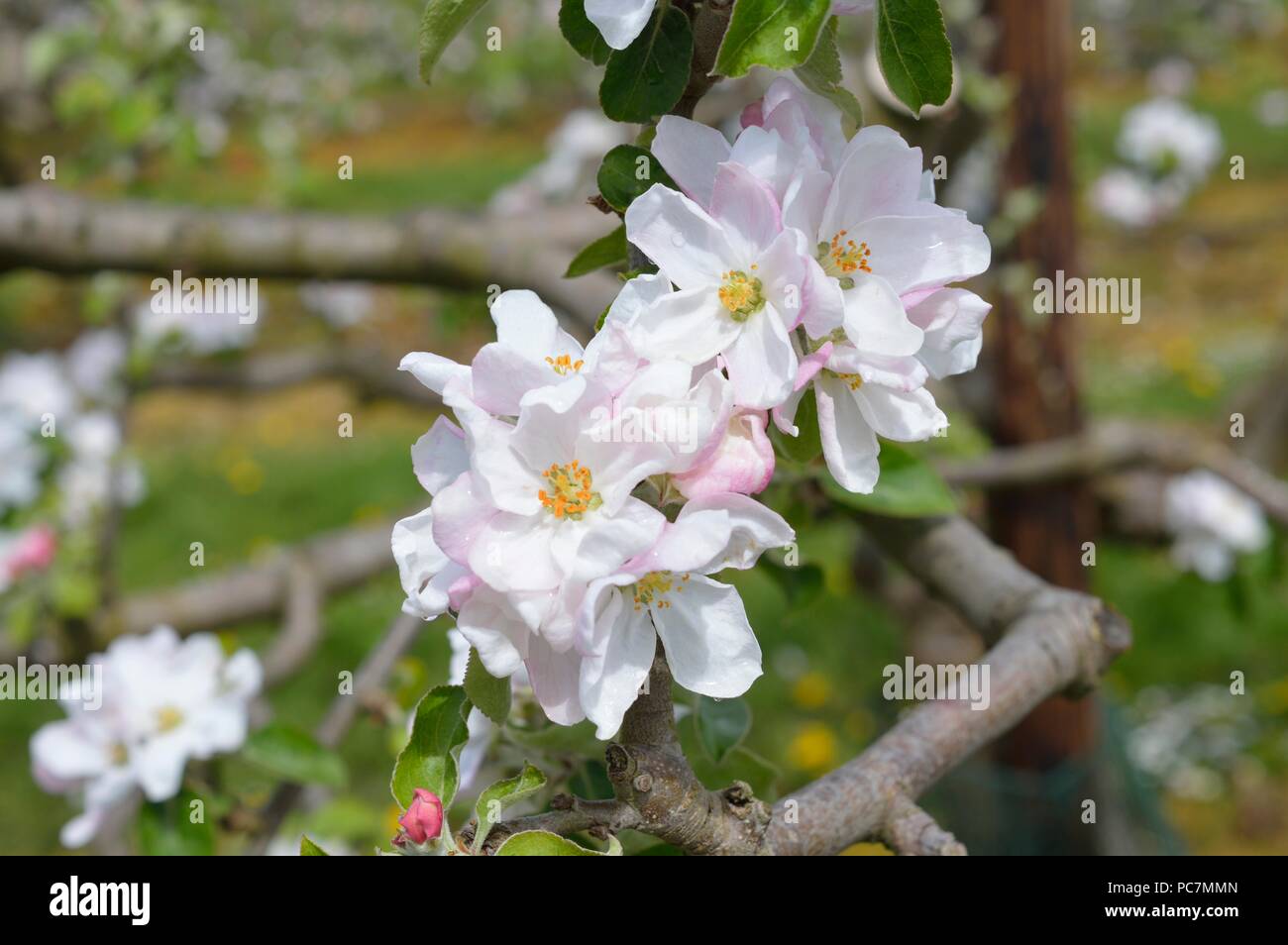 Apple sconosciuto Foto Stock