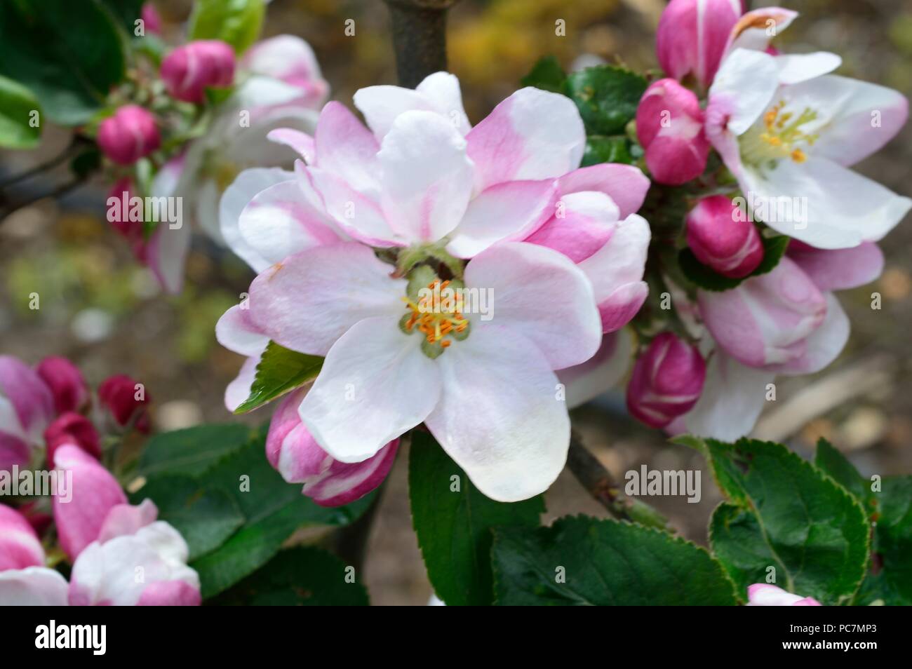 Apple sconosciuto Foto Stock