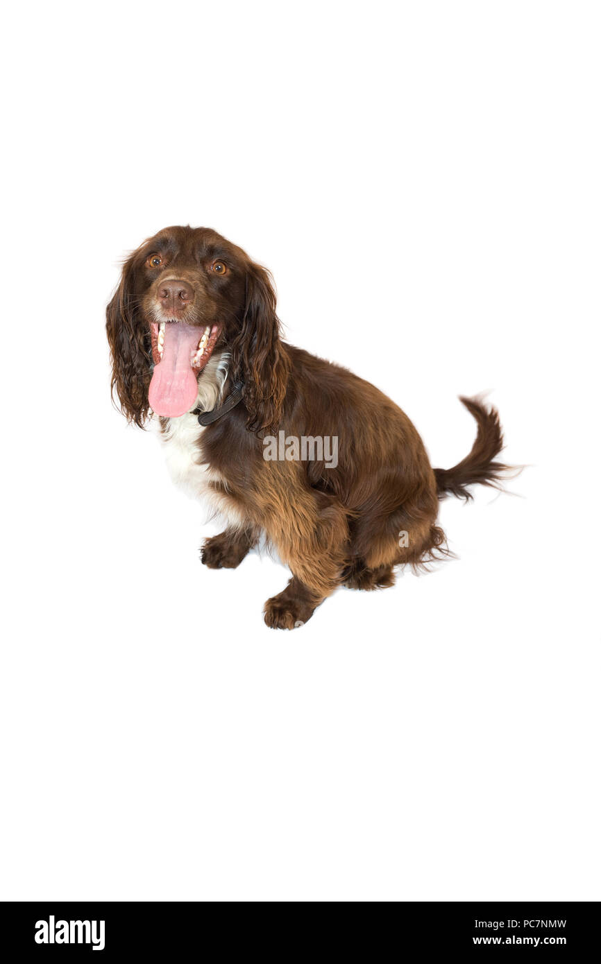 Sprocker spaniel dog sitter isolato su sfondo bianco Foto Stock