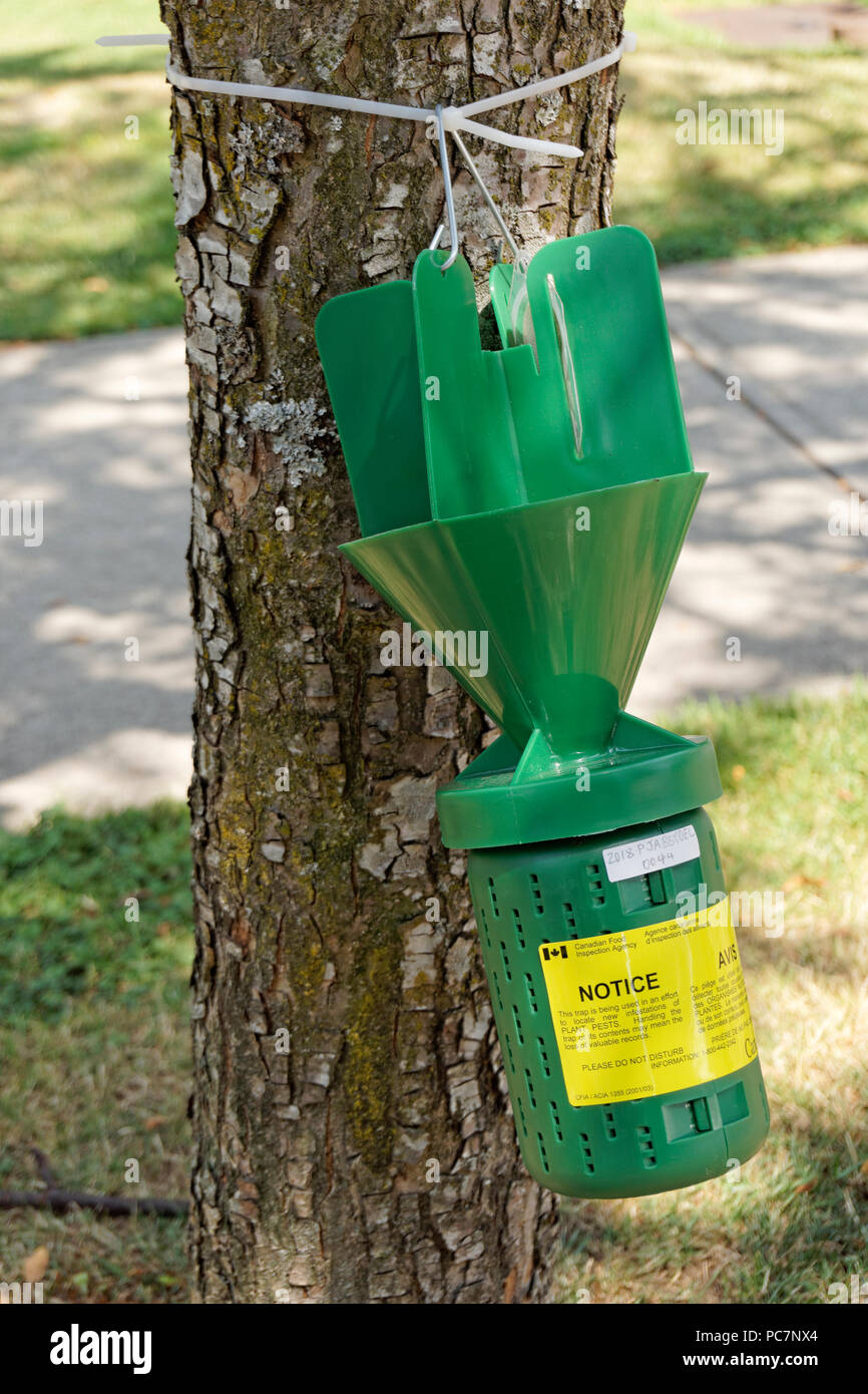 In plastica verde trappola per insetti pendente da un tronco di albero, Vancouver, BC, Canada Foto Stock